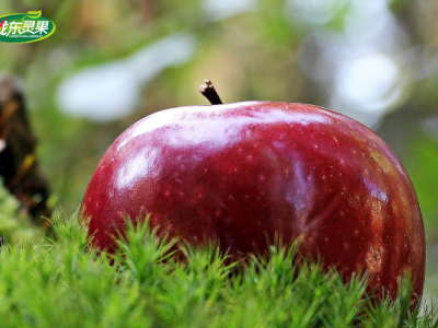 灵台苹果—映山红商贸